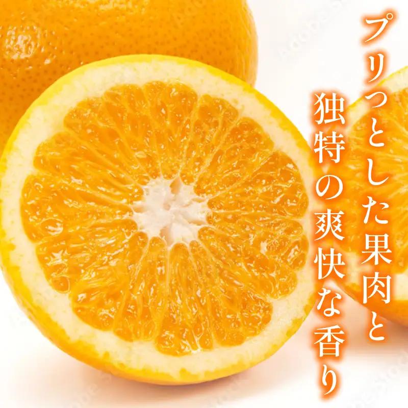 【先行予約】宗方印 八朔（家庭用）約3kg