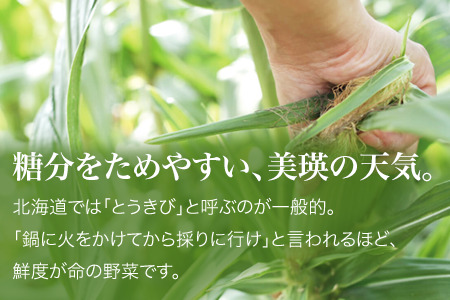 とうもろこし 北海道  先行予約 スイートコーン 白 12本 とうもろこし