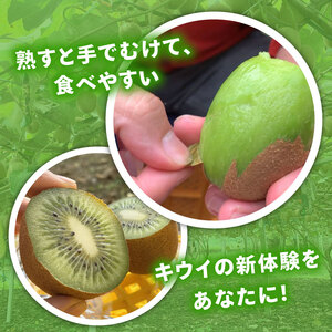 【先行予約】【12月上旬~順次発送】キウイ フルーツ 無農薬 グリーンキウイ 腸活 健康 甘い 手でむける キウイフルーツ みつばちキウイ 中玉 2kg 栽培期間中農薬・化学肥料不使用 デザート 果物