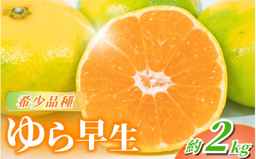 【先行予約】＼数量限定／ ＼農家直送／甘くて濃厚！希少品種 ご家庭用 ゆら早生みかん　約2kg　サイズ混合【2026年10月上旬頃より順次発送】 / みかん ミカン 有田みかん 温州みかん 柑橘 有田 和歌山 産地直送  くだもの 果物 フルーツ 柑橘類 和歌山 すさみ町【nuk143E】