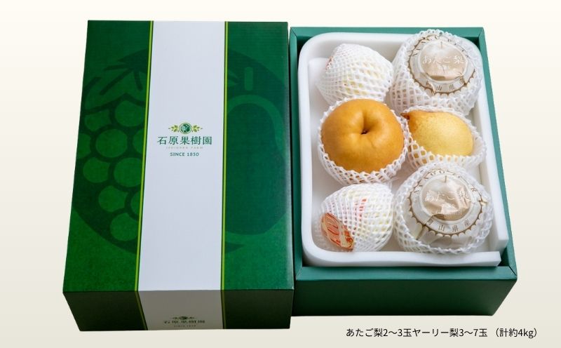 梨 詰め合わせ あたご梨2～3玉 ヤーリー梨3～7玉 計3kg 贈答箱 赤秀 岡山県産 | 愛宕梨 ヤーリー梨 鴨梨 梨 特選品 上級品 贈り物 御歳暮 果物 くだもの フルーツ 石原果樹園 【ishk025-01】