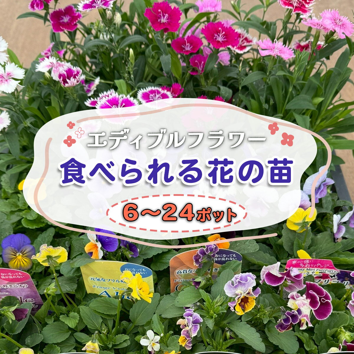 【ふるさと納税】農家直送！加藤さんちのエディブルフラワー《選べるポット数：6ポット／12ポット／24ポット》｜鉢植え 観賞用 食用 花 お花 野菜 トッピング 付け合わせ [0773-0776]