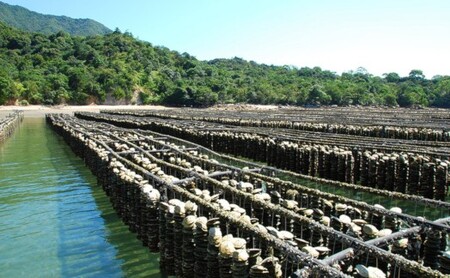 ★北海道・沖縄配送不可★【一粒殻付き牡蠣】Mサイズ40個《加熱用》