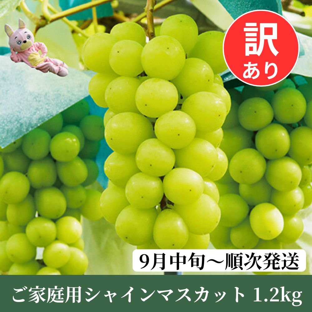 【ふるさと納税】訳あり シャインマスカット 1.2kg以上 農家直送 【9月中旬～11月上旬発送】ぶどう ブドウ 葡萄 果物 フルーツ 家庭用 ご家庭用 秋 山形県 朝日町産 山形産 送料無料