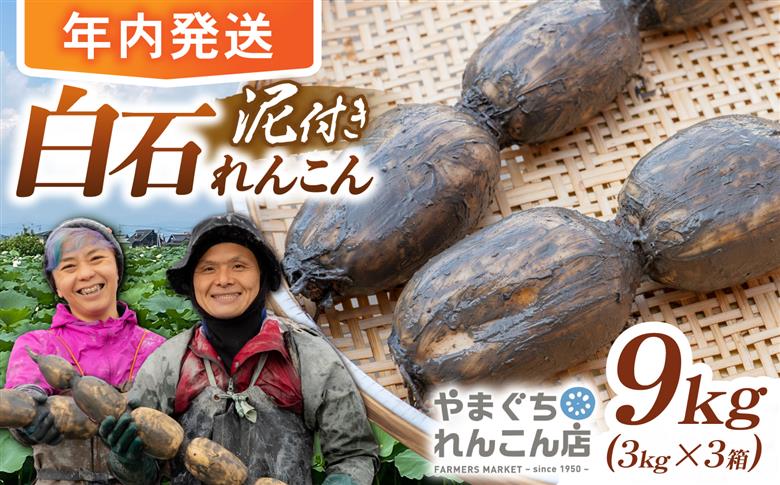 【先行予約 2026年10月～発送】【年内発送】【祖母は104歳 健康長寿の源！】 白石れんこん9kg（3kg×3箱） 【やまぐちれんこん店】蓮根 レンコン 泥付き 根菜 野菜 佐賀県産 [ICT00