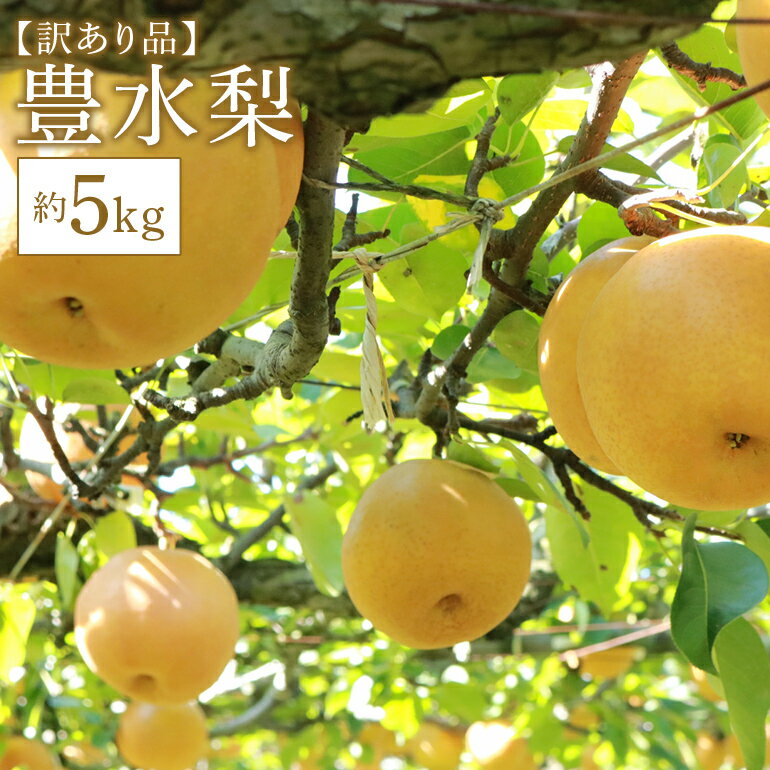 【ふるさと納税】【先行予約】【数量限定】訳あり 梨 豊水 梨 5kg 10～16個 柴沼梨園 不揃い 訳あり品 ナシ なし 豊水梨 秋 旬 フルーツ 果物 【 9月上旬～9月下旬発送 】 秋の味覚 くだもの 訳アリ品 茨城県 家庭用 産地直送 送料無料