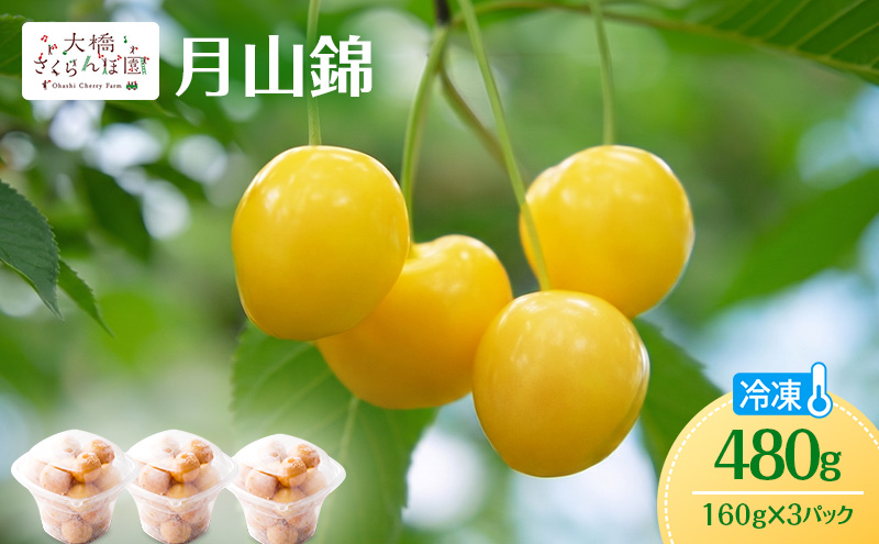 冷凍さくらんぼ 月山錦 160g × 3パック 480g 黄色いさくらんぼ 希少種 さくらんぼの女王 急速冷凍 完熟 フルーツ 果物 デザート シャーベット 北海道 芦別市