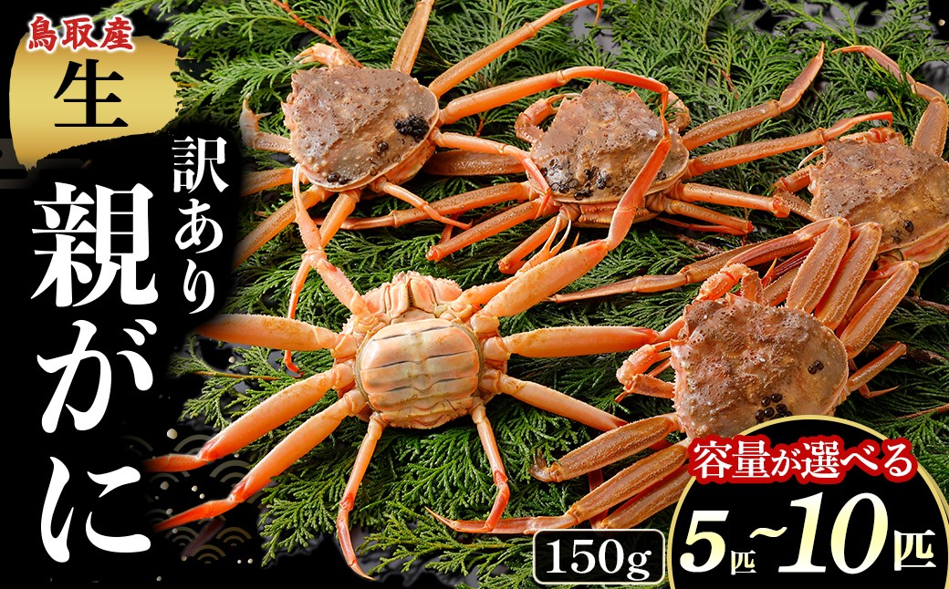 
                  【年内発送】【訳あり】【生親がに 150g 5〜10匹】選べる容量！ 年内発送！カニ 親がに 親ガニ ズワイガニ カニの甲羅 カニ味噌 内子 外子 蟹身 かにみそ 海鮮 国産 松葉ガニ 生活応援 大人気  期間限定 日本海 せこがに せいこがに
                