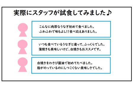 でかい！！計800ｇ以上！！焼きたて冷蔵直送便♪【九州産うなぎの特選白焼き4尾】YS0006