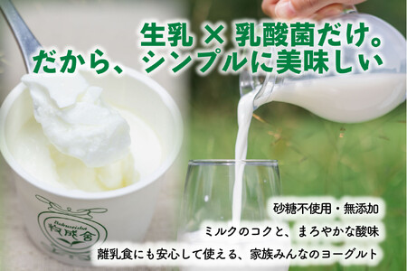 【12か月定期便】牧成舎のプレーンヨーグルト（砂糖不使用）12個入り ヨーグルト DF227
