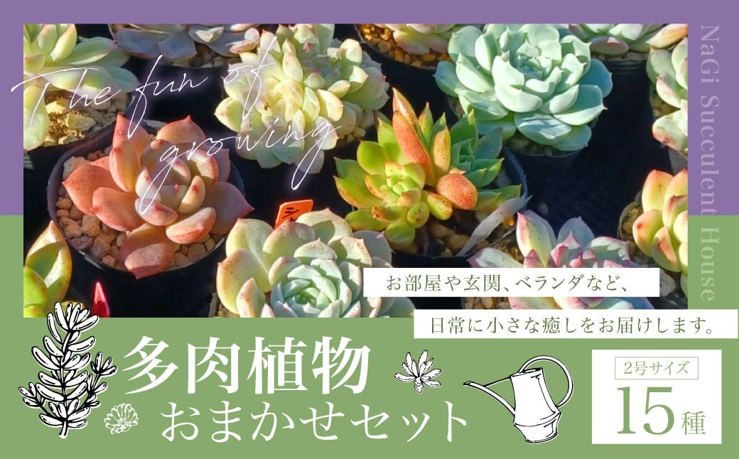 
                  多肉植物 おまかせセット 15種 セット 観葉植物 植物 多肉 初心者 ガーデニング 癒し インテリア 15種類
                