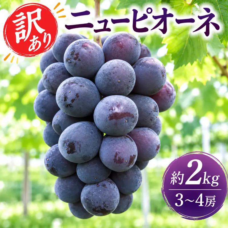 ぶどう 訳あり ニューピオーネ 3～4房 約2kg 化粧箱 ぶどう