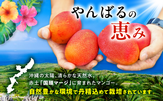 【2026年7月から順次発送・優品】燦々マンゴー1.5kg(3～6玉)【配送不可地域：離島】