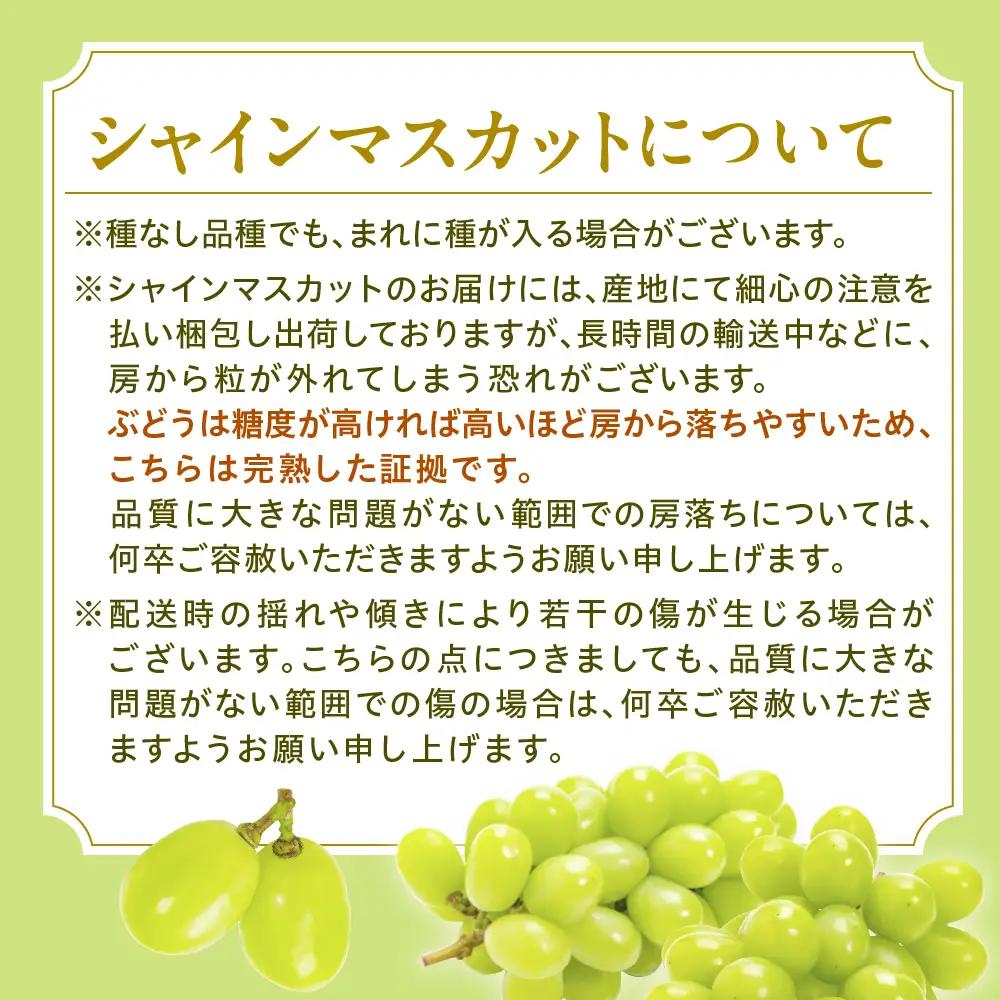 ぶどう シャインマスカット 2-3房 1kg 秀品 令和8年産 ぶどう