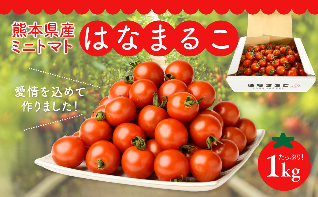 
            【選べる発送月】熊本県産 ミニトマト はなまるこ 1kg 野菜 旬 熊本 とまと
          