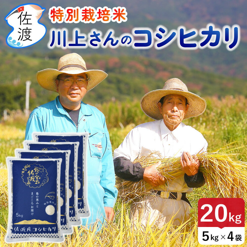 【ふるさと納税】佐渡島産 川上さんのコシヒカリ 無洗米20kg 令和7年産 特別栽培米 【食の宝島佐渡】 | お米 こめ 白米 食品 人気 おすすめ 送料無料