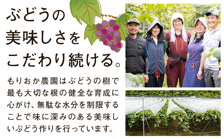 【先行予約】ぶどう ピオーネ 約2kg (3房～5房) もりおか農園《9月上旬-10月上旬頃出荷》岡山県 浅口市 送料無料 ぶどう フルーツ 果物 くだもの デザート おやつ【配送不可地域あり】---