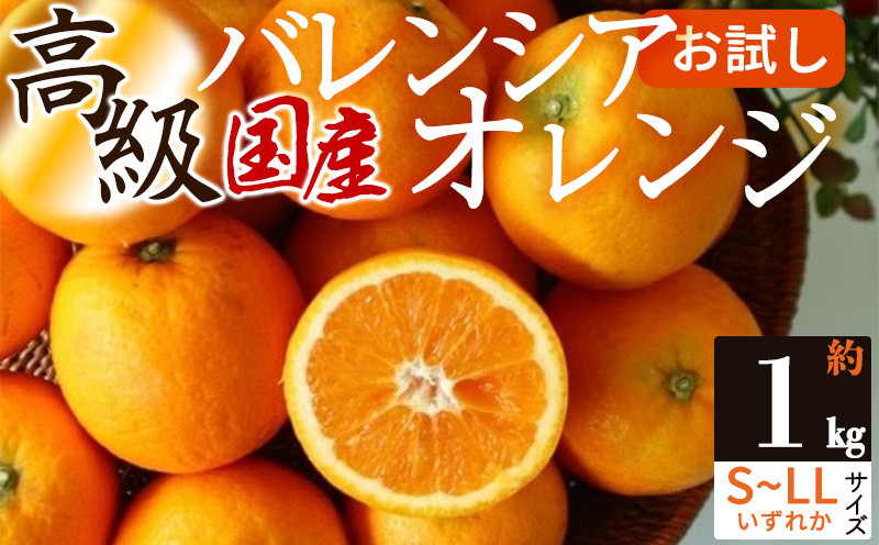 
ZS6151_主井農園 高級 国産 バレンシアオレンジ 1kg
