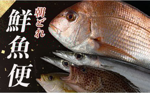 
            朝どれ！1000種類の魚種がいる大月の鮮魚便
          