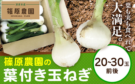 葉付き玉ねぎ 20～30玉前後 篠原農園《1月上旬-3月上旬頃出荷》熊本県 葦北郡 津奈木町 野菜 たまねぎ バーベキュー ホイル焼き