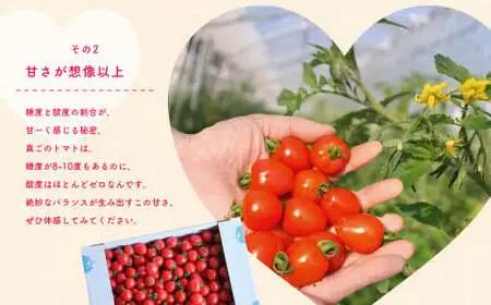 【定期便2回】ミニトマト トマトベリー 約1.8kg｜坂本農園
