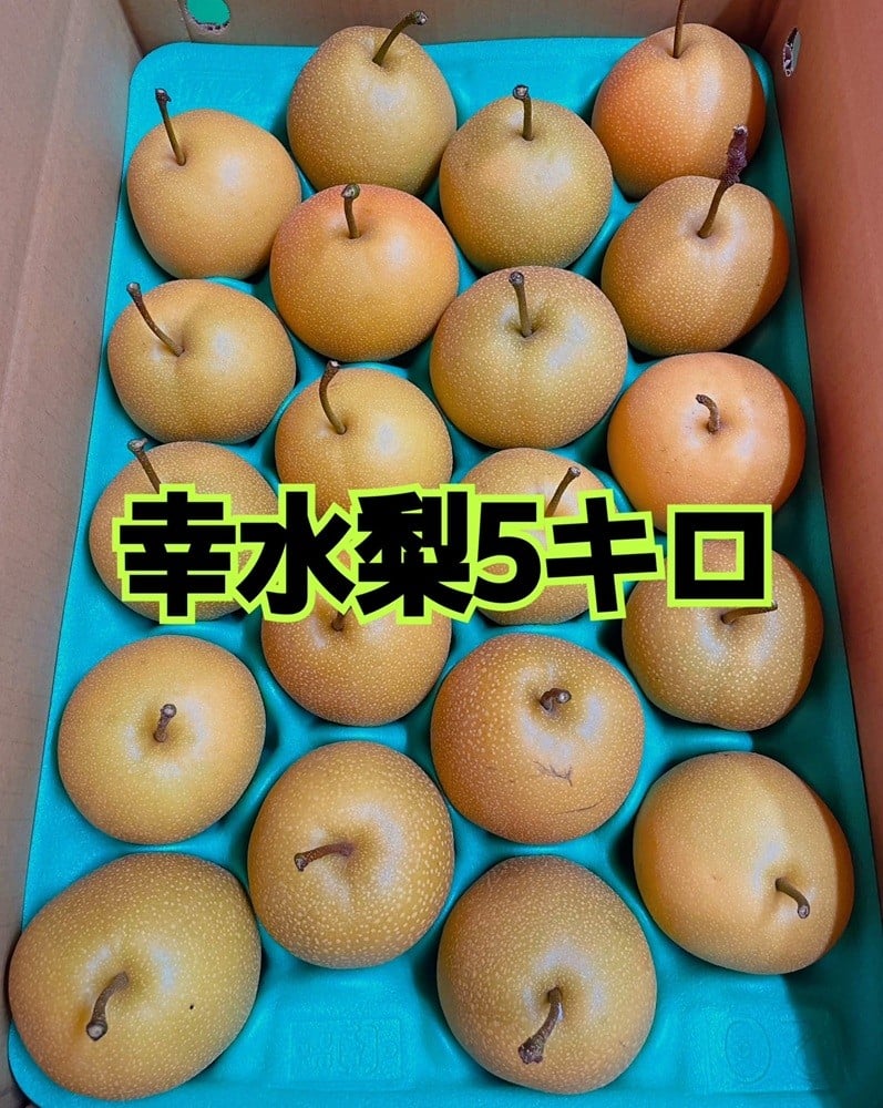 
                  ジューシー＆フルーティー幸水梨 約5キロ【2026年発送】（ISI）B15-804
                