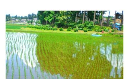 【十日町産】 魚沼産コシヒカリ5kg