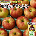 【ふるさと納税】11～12月発送【糖度保証】家庭用 葉取らず サンふじ 約10kg【訳あり】【鶴翔りんごGAP部会 青森県産 津軽産 リンゴ 林檎】　 果物 りんご 希少 完熟 JGAP認証 安心 丸かじり サンふじ 甘い 高糖度 訳あり 　お届け：2024年11月20日～2024年12月28日