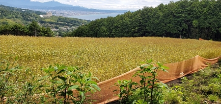 小田原・箱根唯一のそば畑から　小田原北条そば　贈呈用 生粉5割　200ｇ×5袋 生粉３割　200ｇ×5袋 そばつゆ【 そば 家庭用 自宅用 贈答品 贈答用 ギフト お取り寄せ 御中元 お中元 お歳暮 