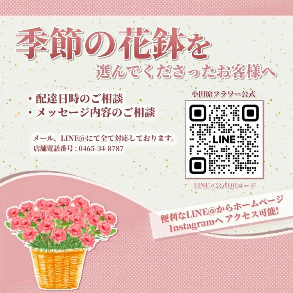 【定期便年6回　季節の花鉢】農林水産大臣賞を受賞したフローリストがアレンジする 季節を知らせる花鉢【 花 お花 神奈川県 小田原市 お花】