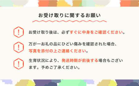 先行予約 2025年産 さくらんぼ 佐藤錦 L 秀 500g スリーブ箱  山形県産 フルーツ 果物 くだもの サクランボ sb-snslx500 ※沖縄・離島への配送不可