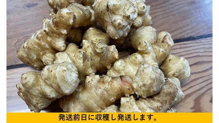神奈川県産菊芋4ｋｇ〈出荷時期：2025年12月10日出荷開始～2026年2月28日出荷終了〉【 菊芋 きくいも 国産 神奈川県 山北町 】