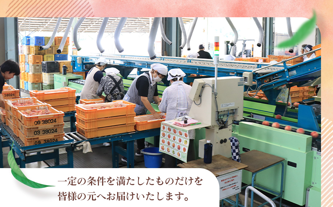 もも【幸茜・2026年産先行受付】特秀1.2kg　桑折町産　JAふくしま未来　桃 No.228