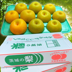 茨城県産【にっこり梨】約5kg【土浦市産】※2026年10月～発送