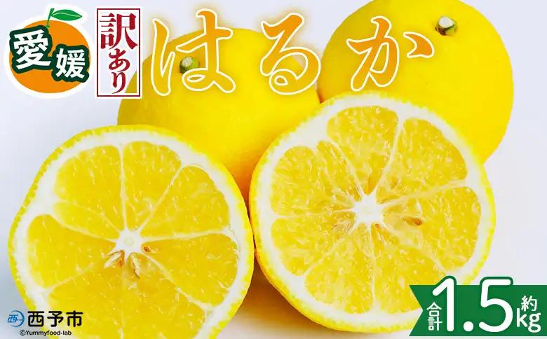 ＜【訳あり】愛媛県産 はるか 約1.5kg＞『2027年2月中旬～3月上旬迄順次発送予定』わけあり 訳アリ 果肉 ハルカ 産地直送 みかん 蜜柑 訳あり 果物 くだもの フルーツ ミカン 果汁 国産 特産品 株式会社三代目みかん職人 愛媛 西予市【常温】OSM0013