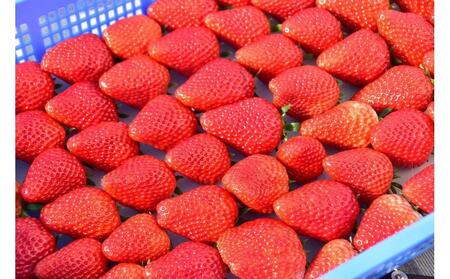 先行受付【静岡県産いちご】完熟紅ほっぺ2パックセット（300g×2パック）【2026年1月下旬以降発送予定】
