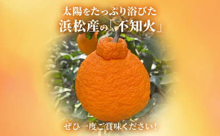 【2027年3月以降発送】 不知火 約1.3kg 5～7個 しらぬい デコ かんきつ 柑橘 みかん ミカン 蜜柑 フルーツ 静岡 浜松市