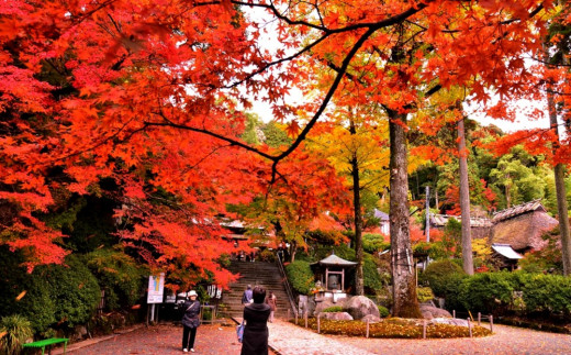 
大興善寺契園入園・お茶席券【大人旅 癒し つつじ もみじ もみじ狩り 紅葉 新緑 山歩き ひとり旅 散策】 Z4-C004001
