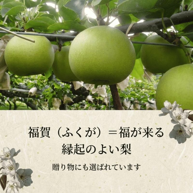【先行予約】梨 福賀の二十世紀梨 約5kg 12～18玉 山口県阿武町産 高糖度 シャキシャキ食感 数量限定 【2026年8月下旬～9月中旬頃発送】