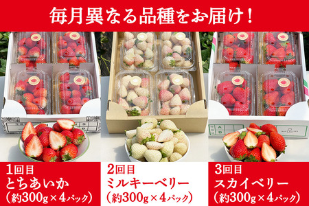 [先行予約] 【定期便3回】 日光産 人気のいちご3品種定期便 (毎月1品種 約1,200g×3回 計3,600g) 【2027年1月中旬から順次発送】 [0978]
