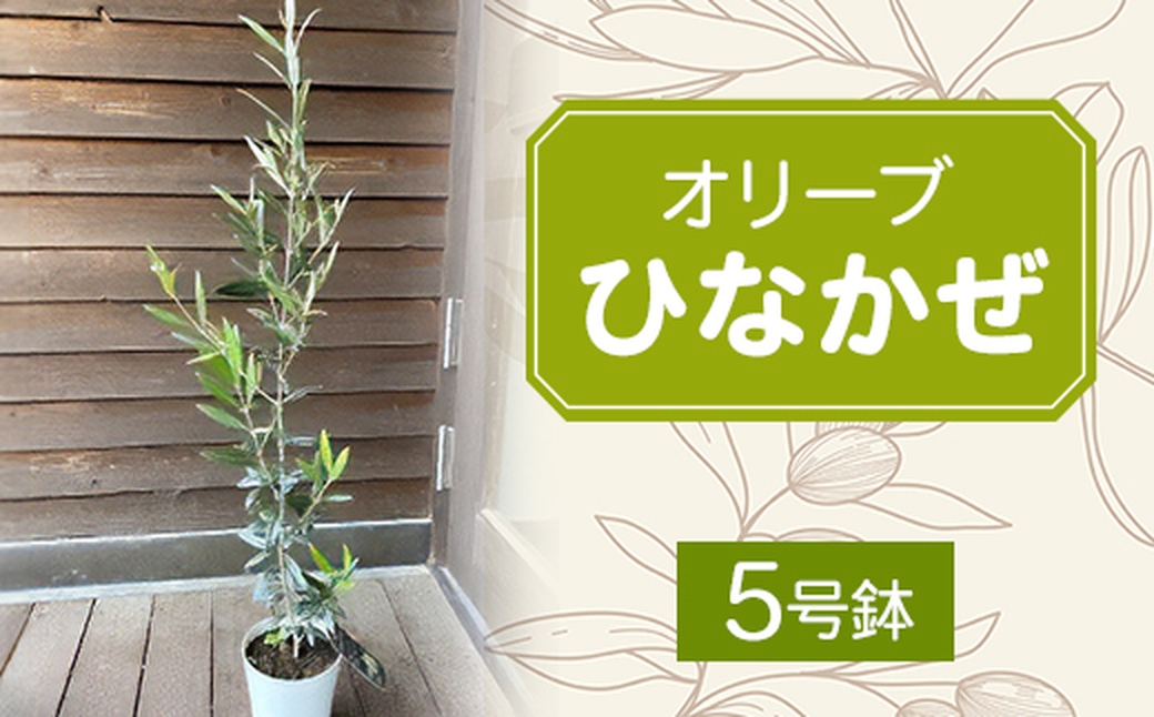 
                  観葉植物 オリーブ 木「ひなかぜ」5号鉢 ｜ 観葉植物 鉢植え ガーデニング 館林の品 地域の品 ご自宅用 日々の暮らし 生活用品 おうち時間 家庭用 館林から届く 暮らしの品 自宅で楽しむ 使い道で探す 品目で探す 群馬県 館林市
                