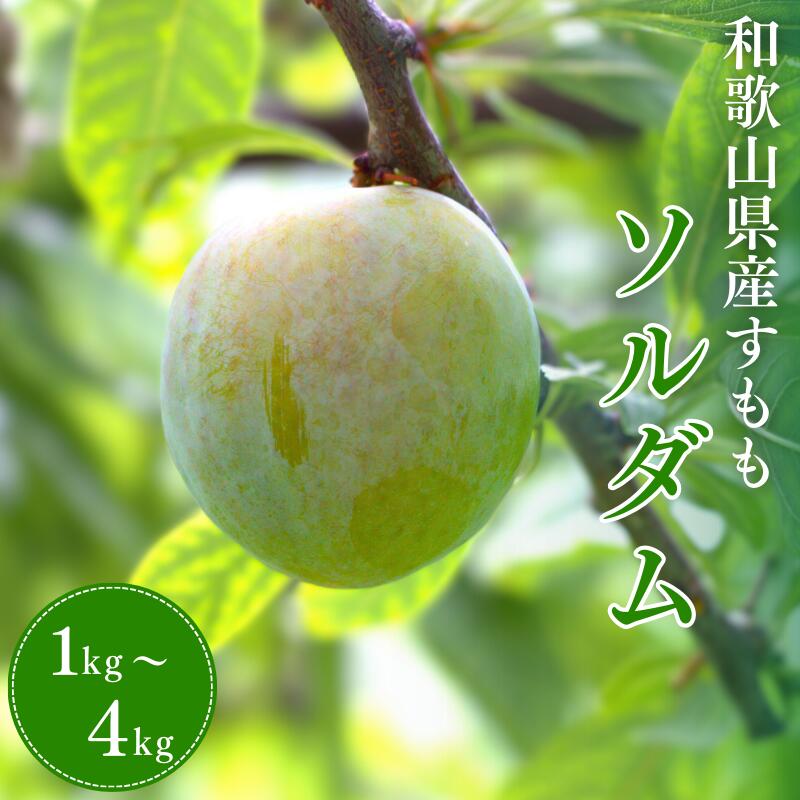 【ふるさと納税】 先行予約 すもも （ソルダム）【選べる容量】 1kg 2kg 4kg ※2025年6月中旬～7月中旬頃に順次発送予定【期間限定・数量限定・2025/6/20まで】 / スモモ お取り寄せ 期間限定 夏 フルーツ 果物 和歌山県 田辺市