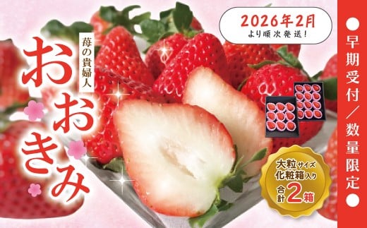 【 早期受付 数量限定 】 苺 の貴婦人 おおきみ 化粧箱 2箱 贈答 ギフト フルーツ 果物 いちご イチゴ ストロベリー 高級 人気 大粒 プレミアム 限定品 高知県 高知 四万十市 四万十 しまんと お取り寄せ 【2026年2月より順次発送予定】25-774