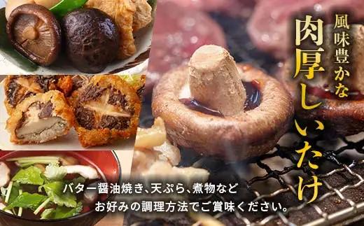 【先行予約】2026年8月以降順次発送 原木栽培 生椎茸 約1kg 里の恵 しいたけ シイタケ きのこ キノコ 椎茸 野菜  F21X-575