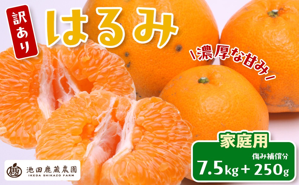 ［先行予約］家庭用 はるみ7.5kg+250g（傷み補償分）［デコポンの姉妹品種・新食感春みかん］［光センサー選別］［わけあり・訳あり］　CZ096