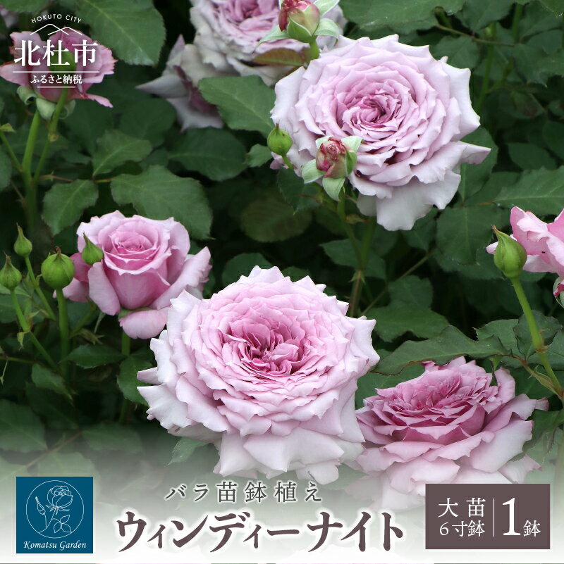 【ふるさと納税】バラ 苗 四季咲き 鉢植え 花 ウィンディー ナイト 6寸鉢 オリジナル品種 ロゼット咲き 房咲き 母の日 父の日 送料無料