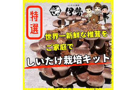 しいたけ 椎茸栽培キット「きのこ玉手箱」約3kg ブロック×2個 [椎茸 しいたけ シイタケ 栽培キット 菌床ブロック 自由研究 簡単]