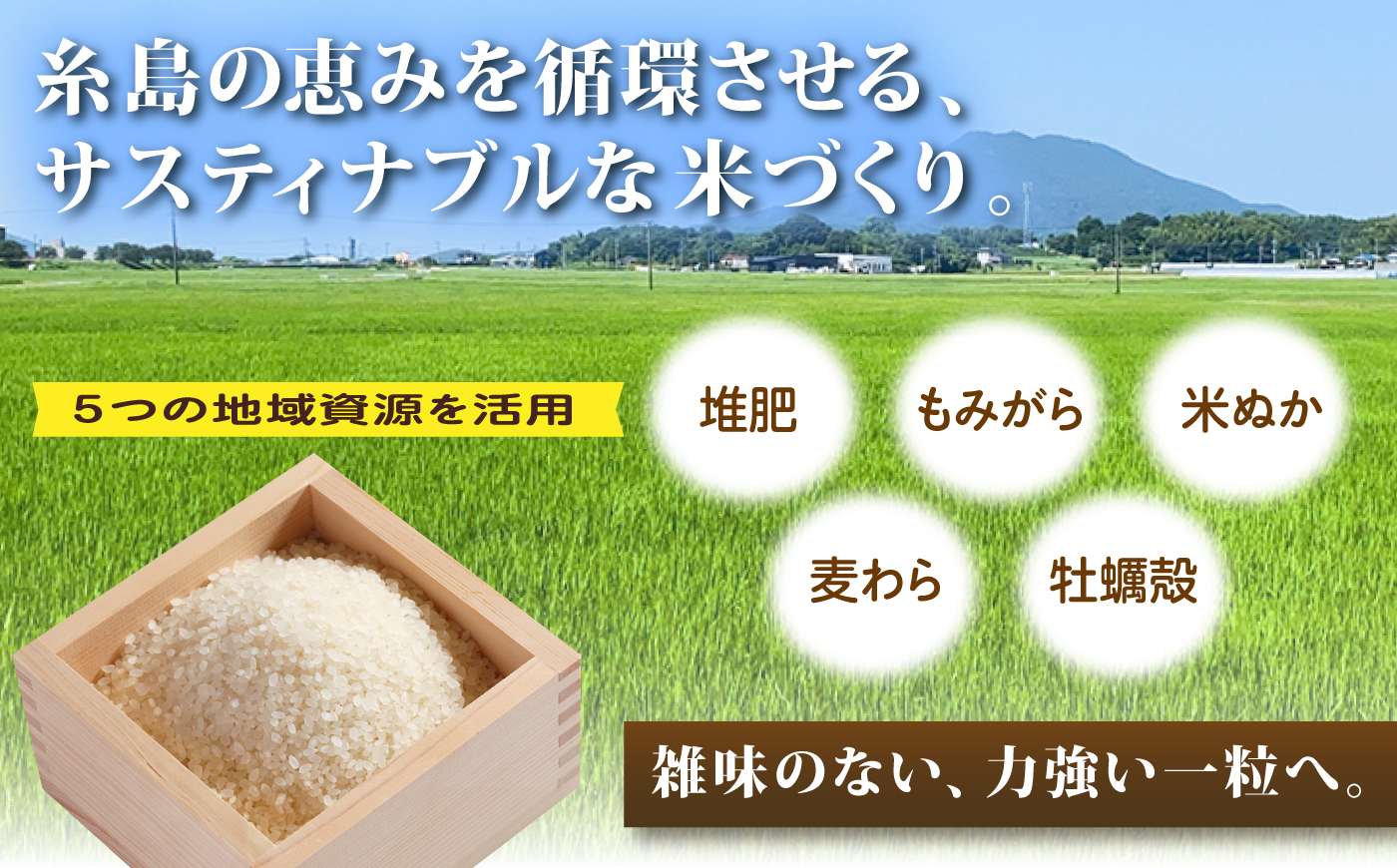 【先行受付】【全3回定期便】 にじのきらめき 白米 5kg 【2026年9月中旬以降順次発送】糸島市産 糸島市 / 糸島の恵み コメ こめ ご飯 [AGR015]