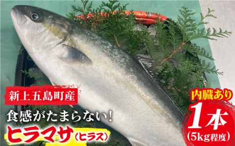 【コリコリ食感がたまらない！】 新上五島町産 養殖 ヒラマサ （ヒラス） 1本 魚介類 鮮魚 【カミティバリュー】 [RBP005]