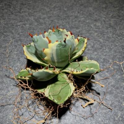ふるさと納税 春日部市 お部屋の癒し観葉植物アガベ(王妃甲蟹錦)と植物育成ライト(白)2点セット
